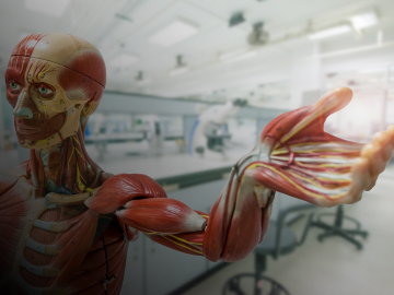 Técnicas anatómicas: herramientas de investigación y educación