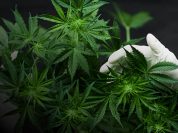 Cannabis medicinal: mediano cultivo