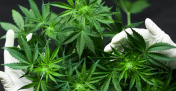 Cannabis medicinal: mediano cultivo