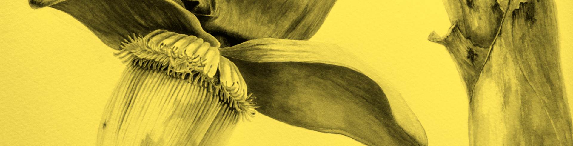 Curso Ilustración botánica: conocer las plantas a través del arte