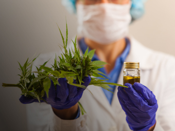 Cannabis medicinal: poscosecha, extracción y análisis