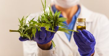 Cannabis medicinal: poscosecha, extracción y análisis
