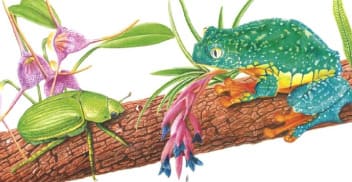 Flora ilustrada: dibujo naturalista y científico