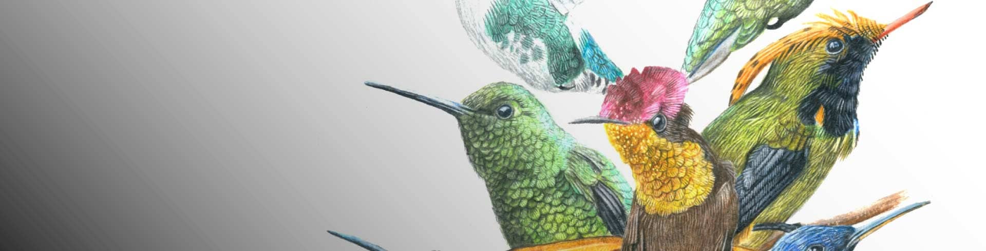 Aves ilustradas: morfología, color y texturas