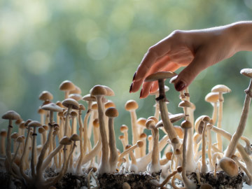 Técnicas del cultivo de micelio y producción de setas comestibles y medicinales