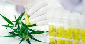 Cannabis: cultivo, postcosecha, extracción y análisis